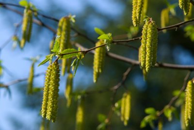 Ostrya carpinifolia - habrovec habrolistý - jehněda